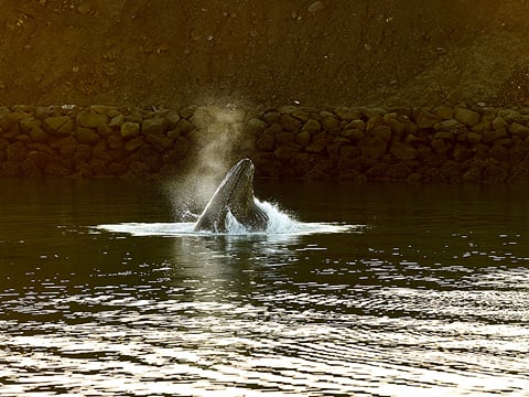 A whale poking its head out of the sea water