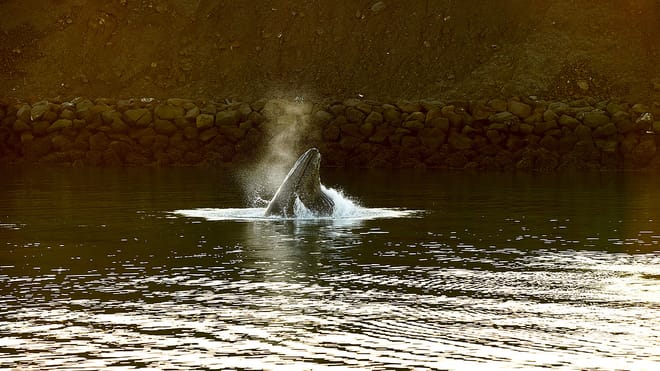Whales & Waves: An Epic Marine Adventure Tour
