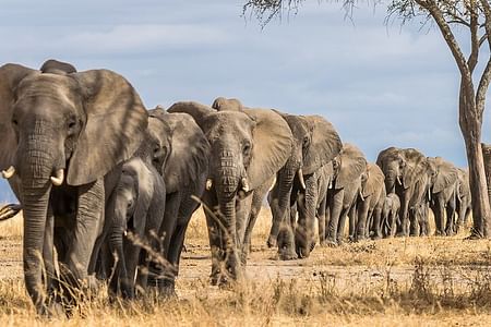 Amboseli & Tsavo West Safari: Elephants, Kilimanjaro Views & Adventure