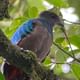 famle of resplendet Quetzal Monteverde Cloud Forest tour