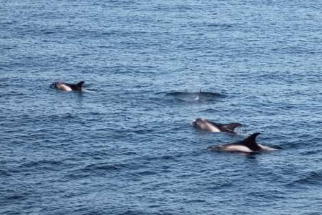 Dolphins in the ocean