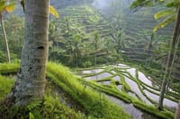 Rice Terraces