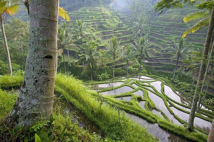 Rice Terraces