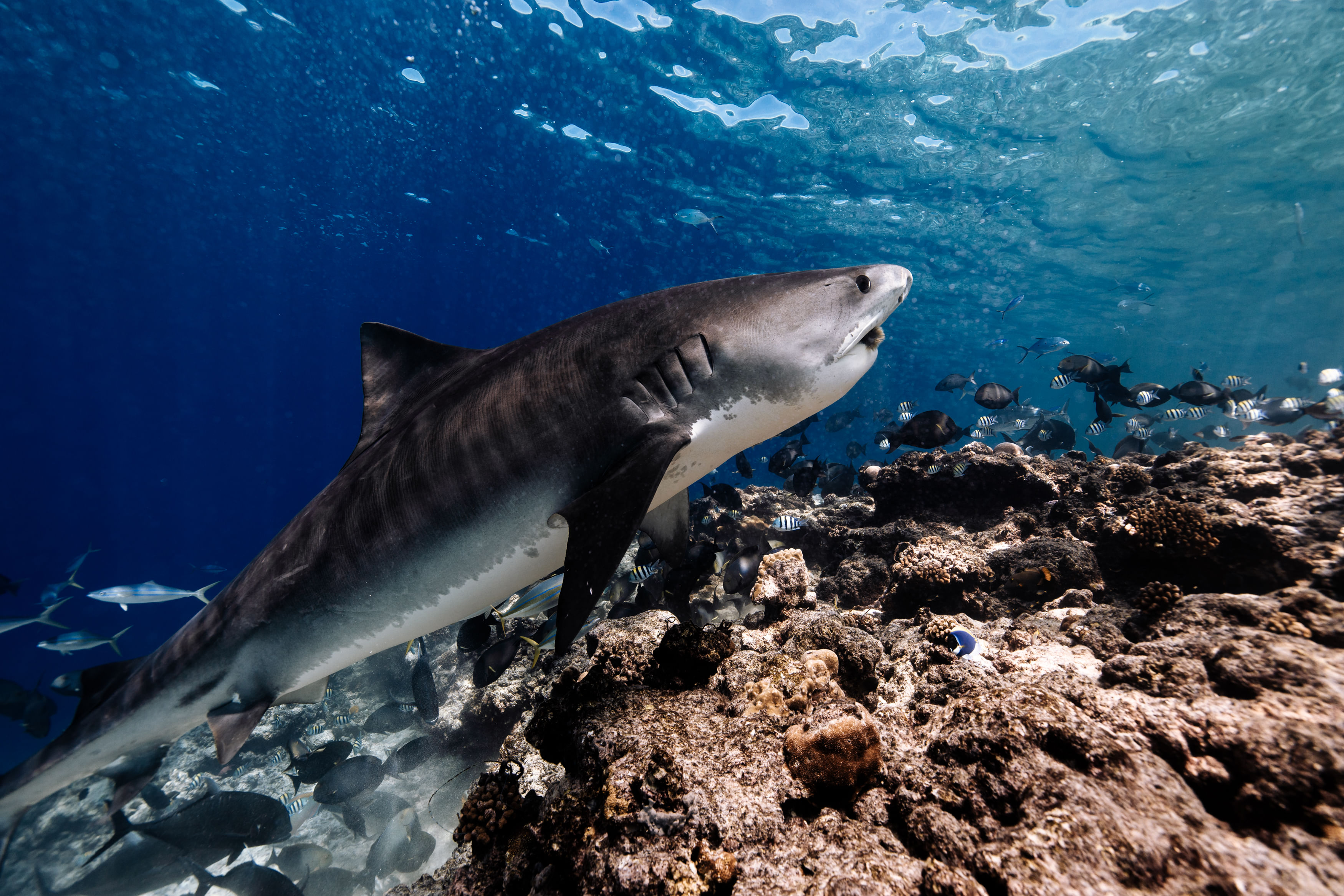 A tiger shark gliding through a shallow reef at Fuvahmulah while diving with Shark Island Dive.