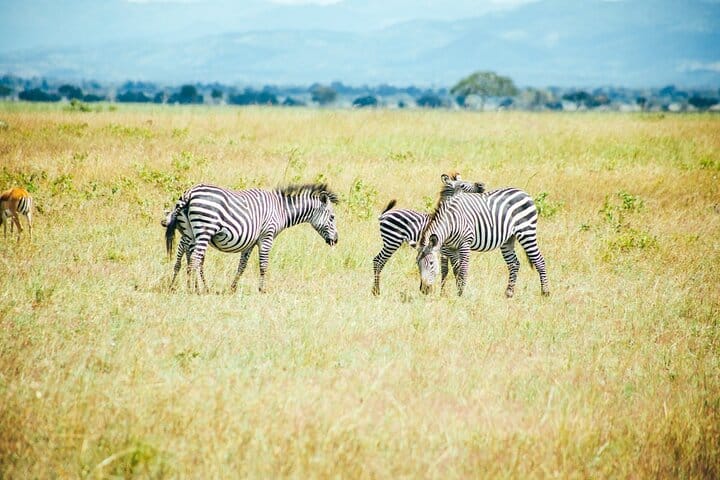 Jozani Forest Tour and Lunch at The Rock Restaurant