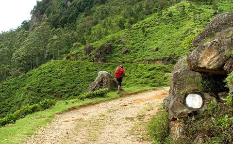 Horton Plains National Park Tour With Scenic Train Ride