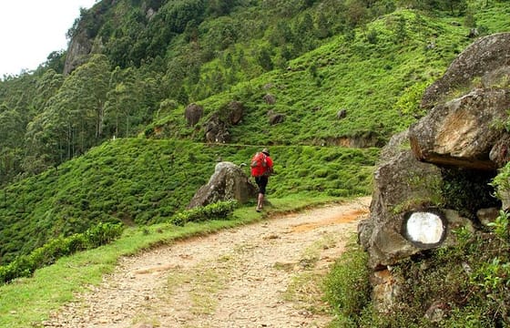 Horton Plains National Park Tour With Scenic Train Ride