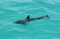 Key West Tours from Miami: Dolphin Discovery, Snorkeling & More ! 4