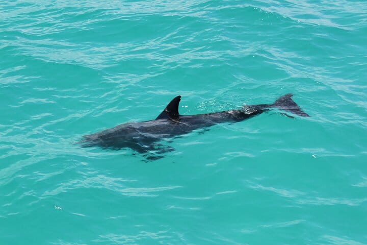 Key West Tours from Miami: Dolphin Discovery, Snorkeling & More ! 4