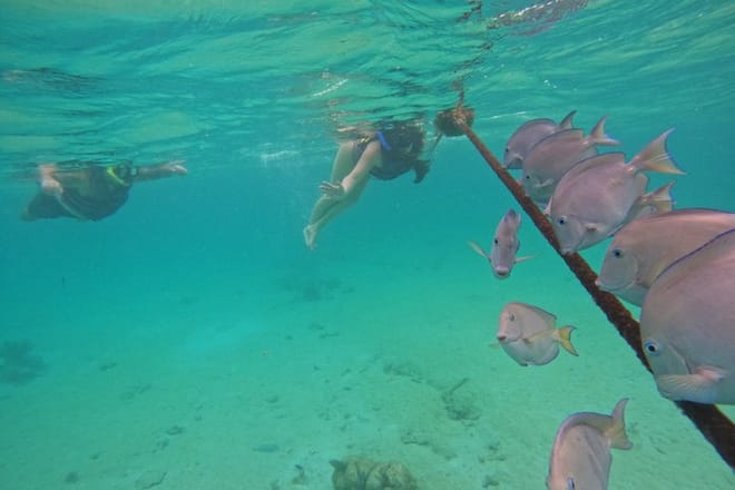 Santuario de tortugas Akumal Snorkel Experiencia marina