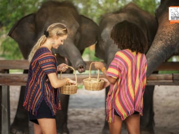 Feed Elephants at Elephant Jungle Sanctuary in Chiang Mai