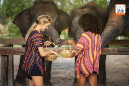 Feed Elephants at Elephant Jungle Sanctuary in Chiang Mai