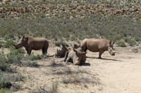 The Rhinocerous