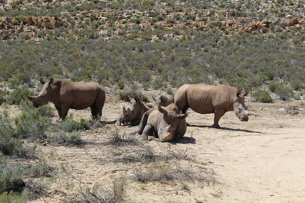 Transfer To Safari- Aquila From Cape Town Excluding Entry Fees Full Day