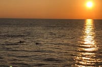 Sunset and Dolphin Excursion Pula - Ship Ulika 10