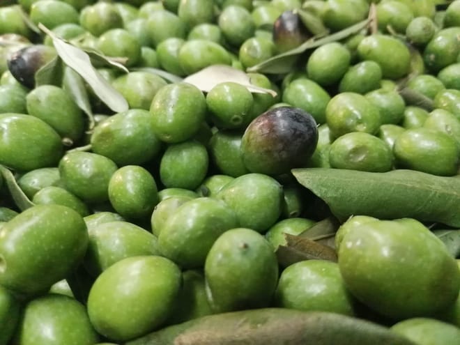 Olive oil tasting in Abruzzo. - Photo 1