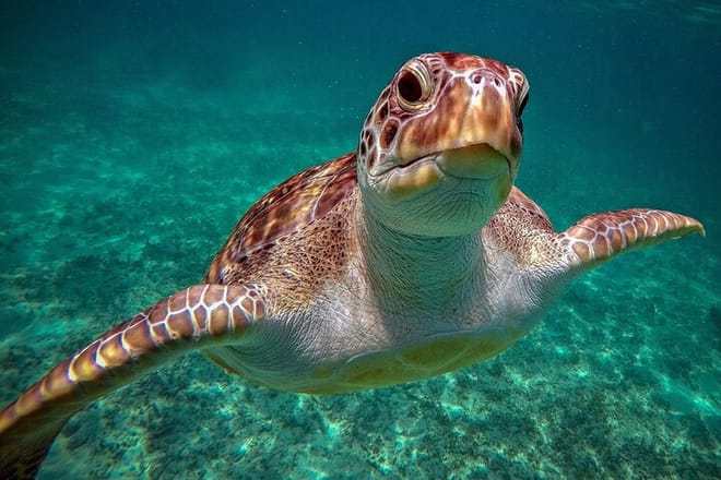 Snorkeling with Turtles and Cenote Tour from Riviera Maya photo 3