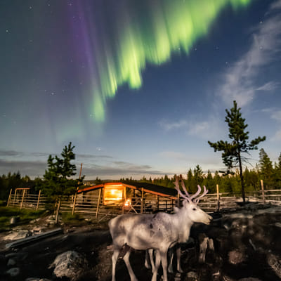 Iltaporosafari arktisen taivaan alla - Image 9