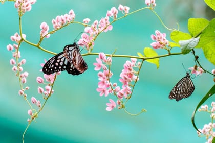 Private KL Bird Park, Butterfly Park and Garden Tour