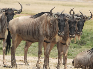 5 Days Wildebeest Migration Safari