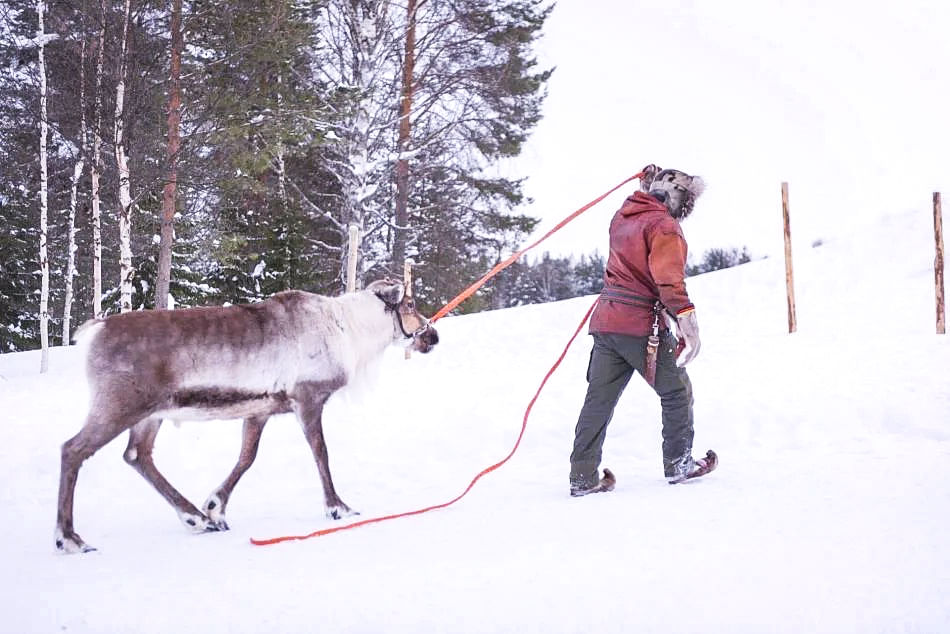 Reindeer herders taking care of this iconic Lappish animal