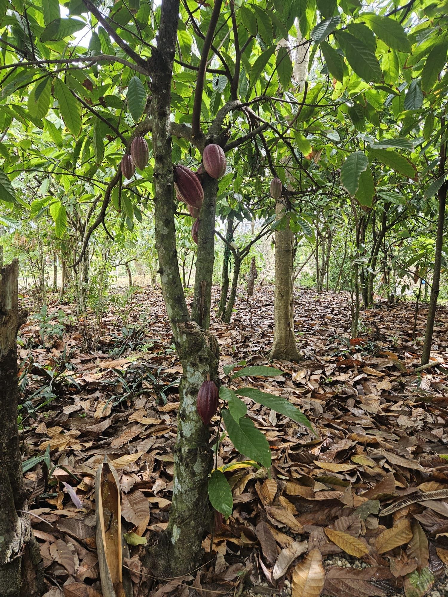 Plantación de cacao, planta con frutos de cacao orgánico morado