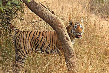 Northern India Family Holiday