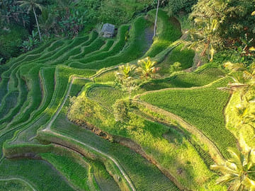 Bali Highlights : Nature, Waterfall, Rice Terraces and Volcano