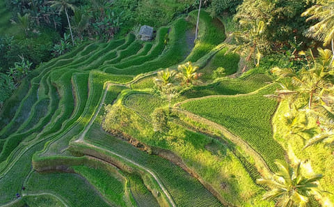Bali Highlights : Nature, Waterfall, Rice Terraces and Volcano