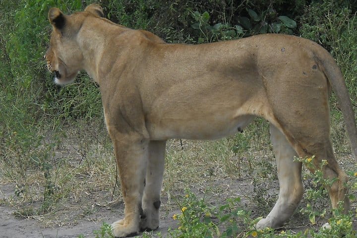 Lions