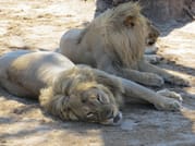 Hwange and Matopo National Park 5 nights Safari Tour 2