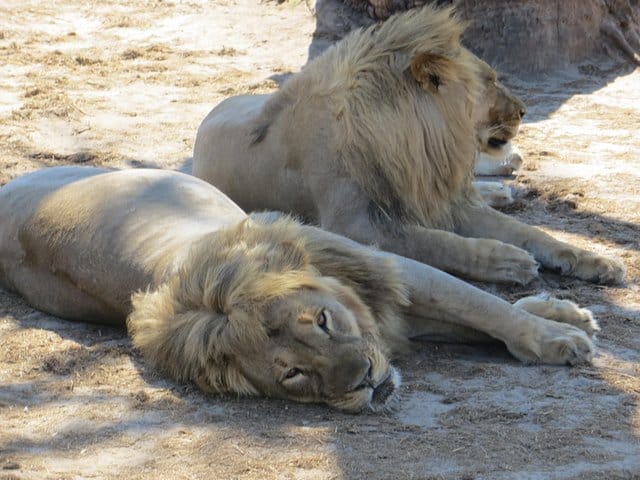 Hwange and Matopo National Park 5 nights Safari Tour 2