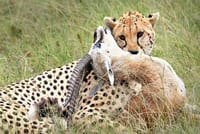 A successful hunt: cheetah proudly with its kill