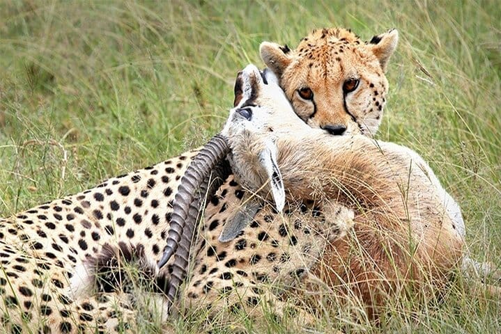 A successful hunt: cheetah proudly with its kill