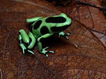 Rainmaker Park Hiking Tour near Parrita, Costa Rica