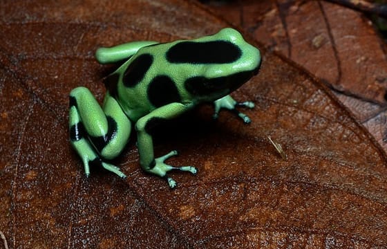 Rainmaker Park Tour from Manuel Antonio