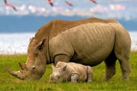Lake Nakuru Day Trip