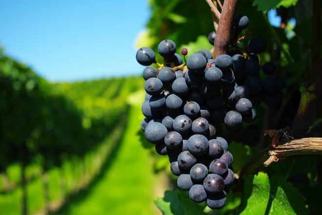 Horseback riding and wines from Santiago 8