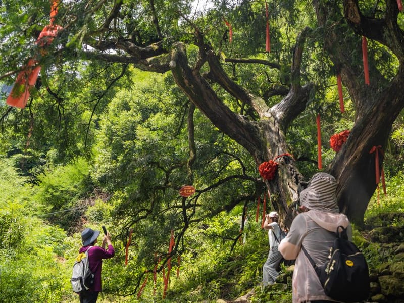 Shenxianju Cliff Walk & Linkeng Ancient Village 2-Day Private Hiking Tour