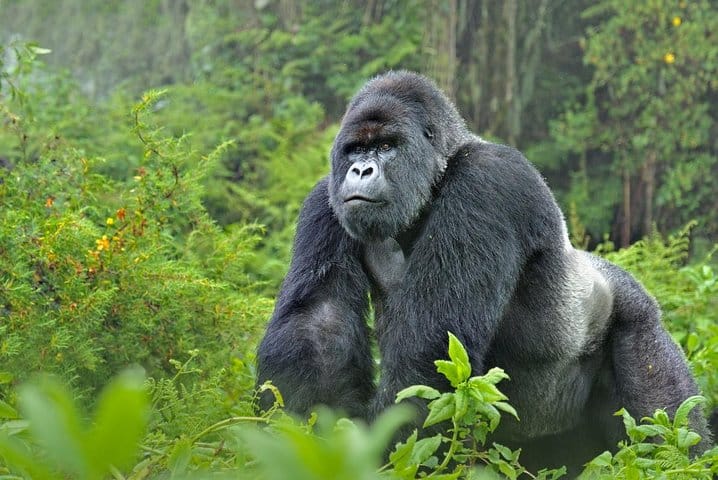 Gorrila at