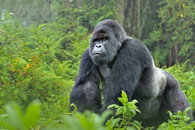 Gorrila at