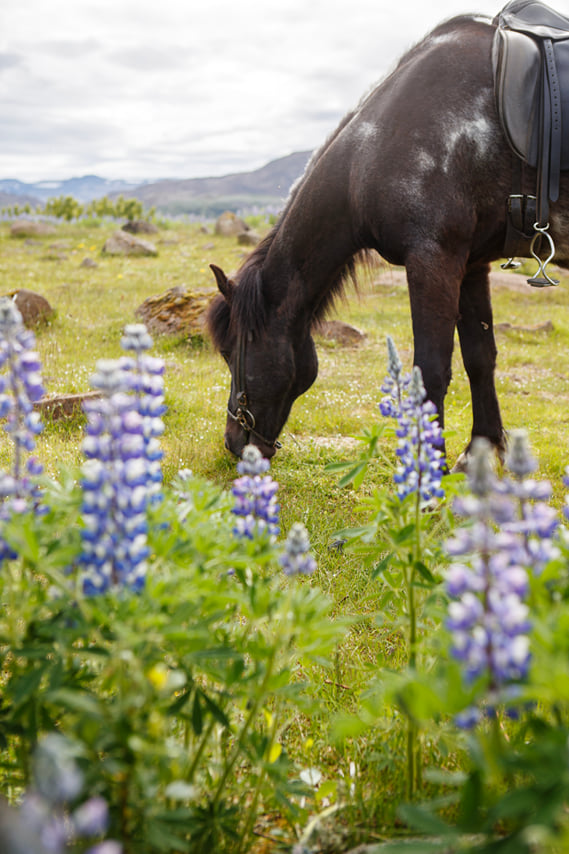 Reykjavík Whales & Horses 4