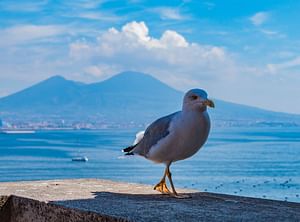 PANORAMIC TOUR OF NAPLES’ NEIGHBORHOODS