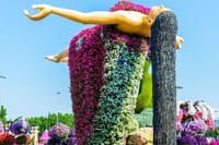 Miracle garden