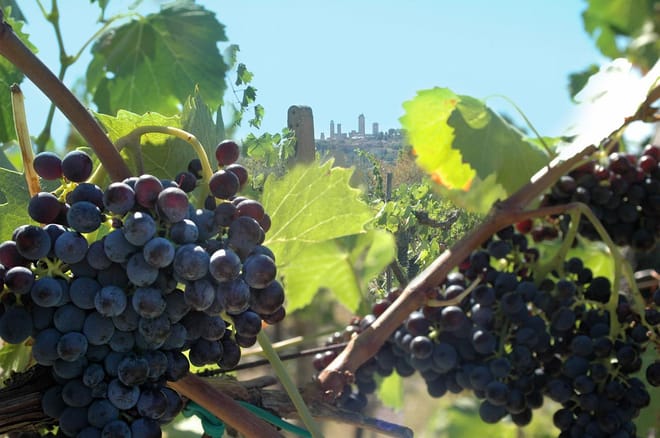Savoring Europe: Wine, typical dishes and territory
