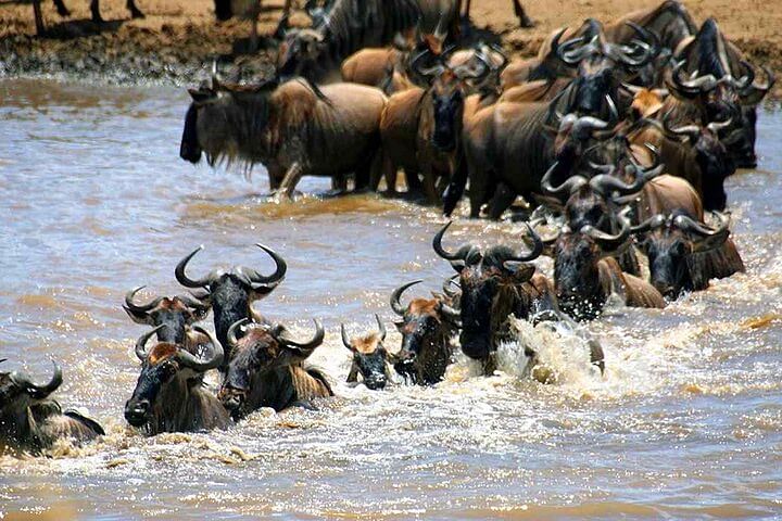 Tanzania Great Migration Safari: Explore Serengeti & Ngorongoro