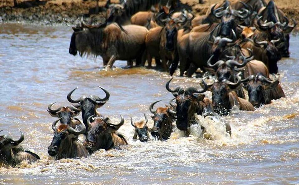 8-Day Budget Safari to Witness Mara River Crossing in Tanzania