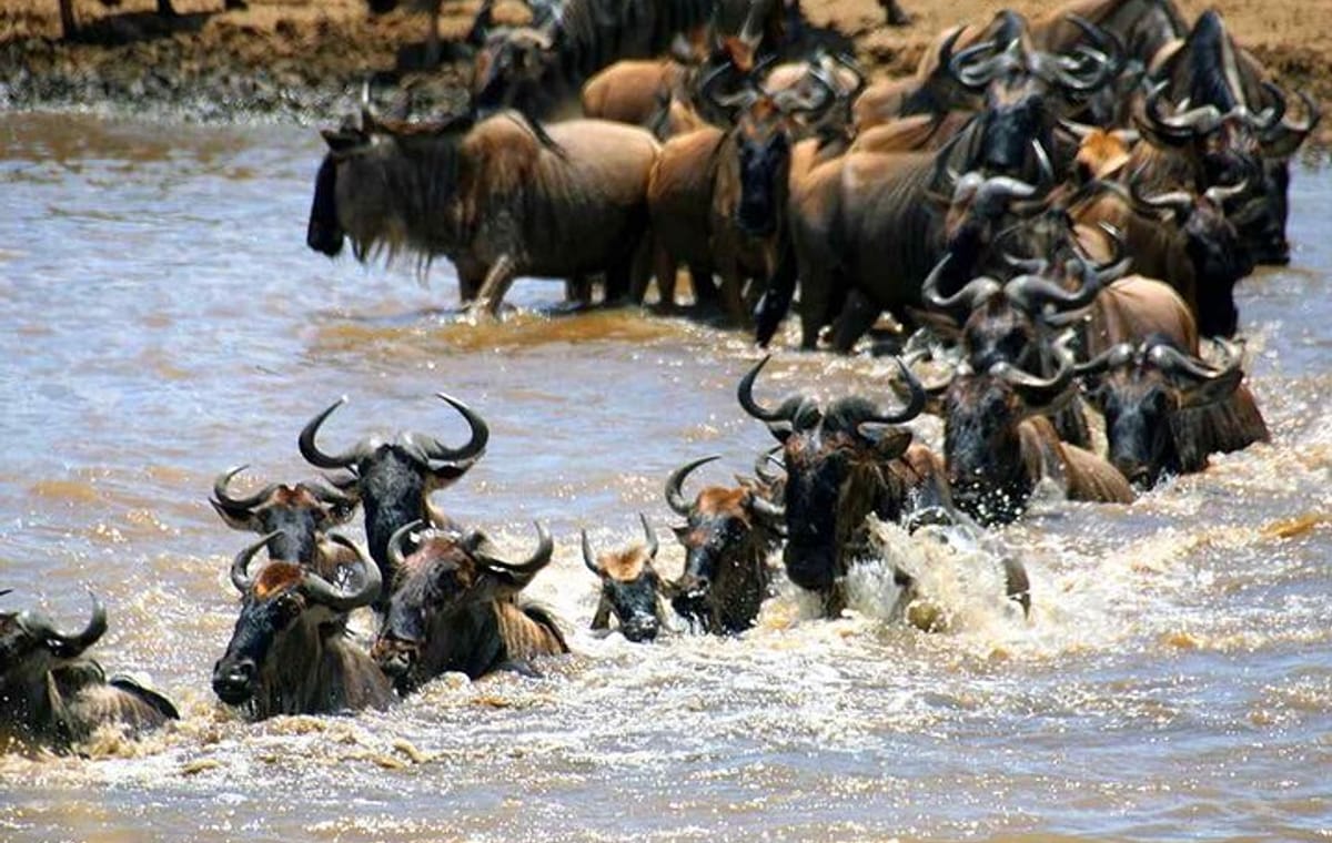 8Day Tanzania Great Migration Budget Safari – Mara River Crossing