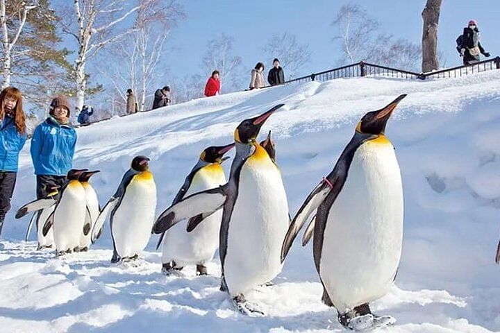 Asahiyama Zoo One-Day Tour