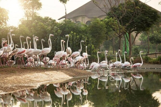 Dubai: Safari Park, Your Ultimate Wildlife Adventure!